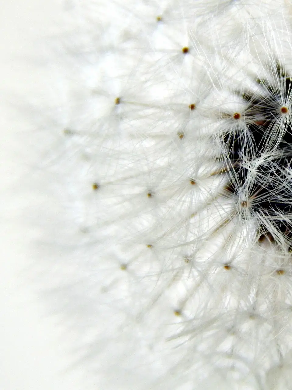 dandelion, macro photography, dandelion details, dandelion flower, white, close up, floriculture, horticulture, botany, flora, dandelion, dandelion, dandelion, dandelion, dandelion, macro photography, macro photography, macro photography, floriculture